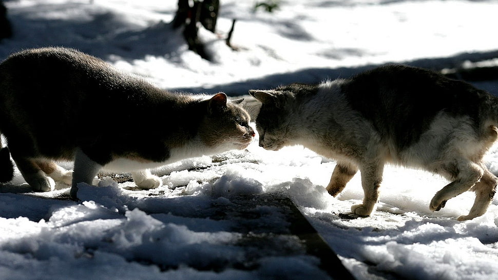 two gray cats on white snow during daytime HD wallpaper